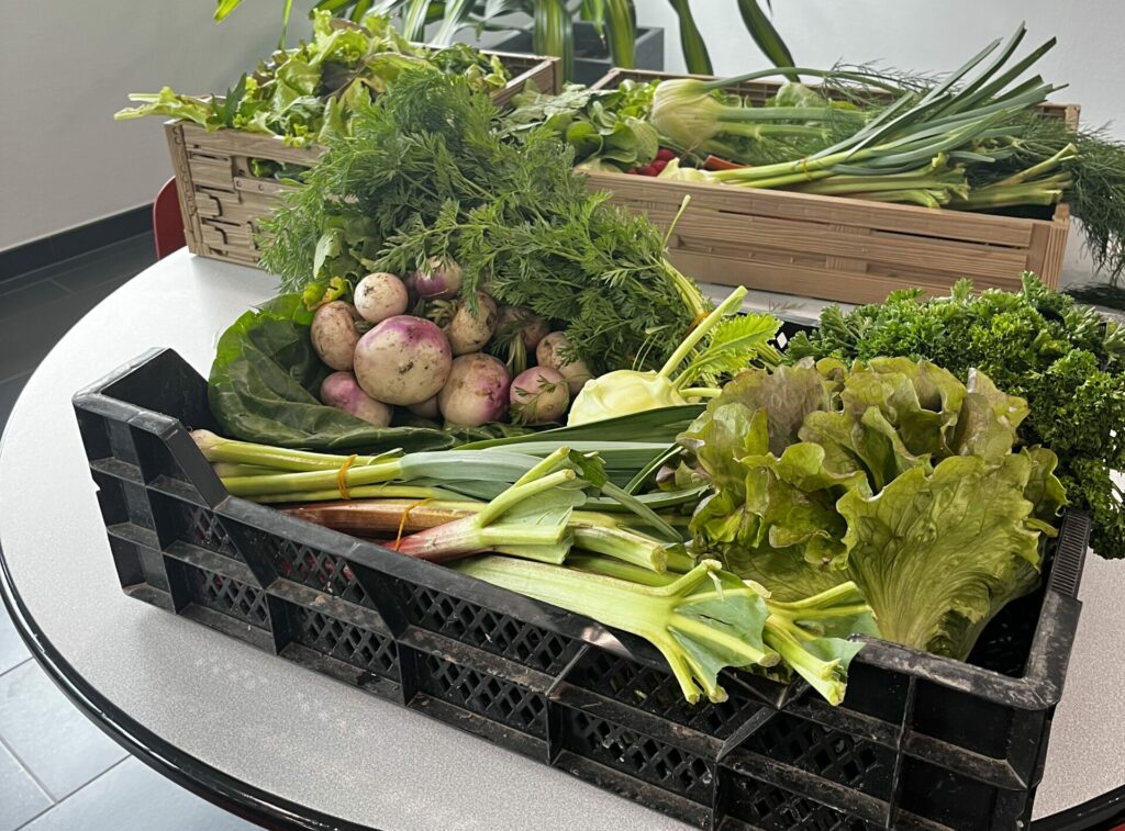 Photographie d'un panier de fruits et légumes certifiés agriculture biologique. Vente de léguemes au marché de la Doller ou abonnement panier hebdomadaire réalisé par le maraichage de la Régie des Ecrivains. Légumes verts (salades, persil, champignon, carotte, oignon).